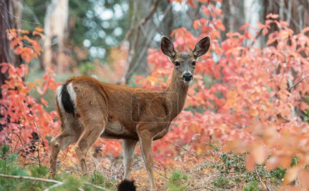 Téléchargez les photos : Adorable deer in autumn forest - en image libre de droit