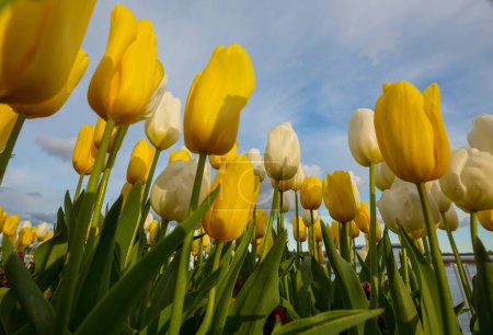 Foto de Campo de flores de primavera. Hermoso fondo de primavera. Tulipanes en jardín de primavera. Agricultura y jardinería tema
. - Imagen libre de derechos