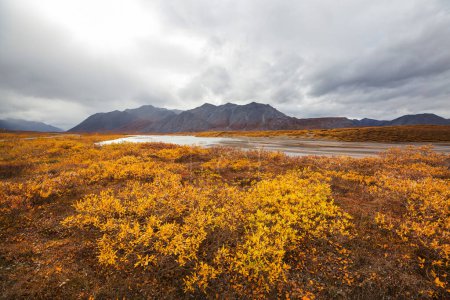 Foto de Tundra landscapes above Arctic circle in autumn season. Beautiful natural background. - Imagen libre de derechos