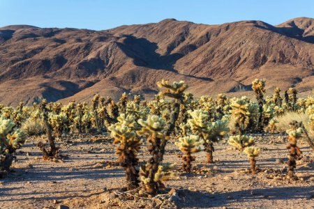 Téléchargez les photos : Champ de cactus dans une montagne, Arizona, USA - en image libre de droit
