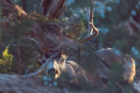 Photo for Mountain Bull Elk , Colorado, USA - Royalty Free Image