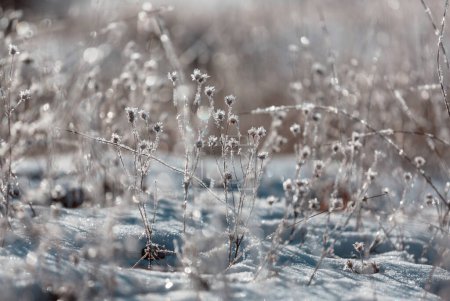 Téléchargez les photos : Prairie congelée fin automne fermer. Fond d'hiver. - en image libre de droit