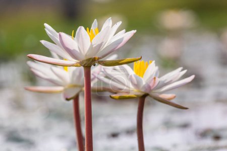 Téléchargez les photos : Lotus dans l'étang tropical - en image libre de droit