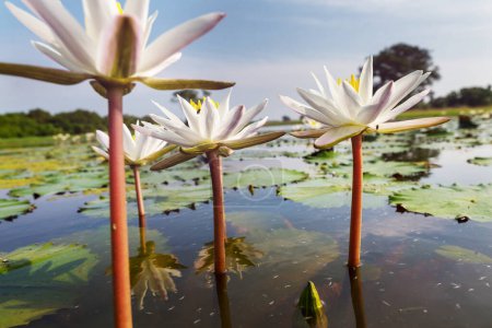 Téléchargez les photos : Lotus dans l'étang tropical - en image libre de droit