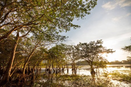 Téléchargez les photos : Mangrove sur le lac tropical au Sri Lanka - en image libre de droit