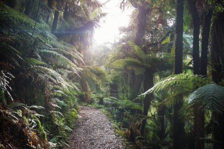 Téléchargez les photos : Forêt tropicale de jungle de Nouvelle Zélande. Fond naturel vert - en image libre de droit