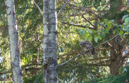Foto de Búho silvestre en el árbol en el bosque de verano, Oregon, EE.UU. - Imagen libre de derechos