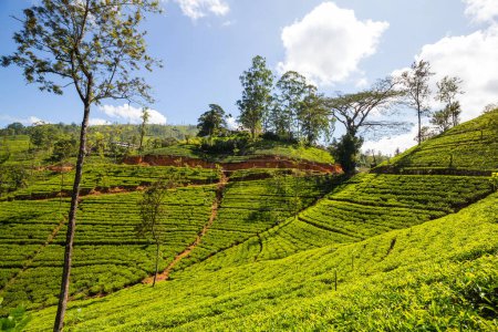 Téléchargez les photos : Paysages naturels verts _ plantation de thé sur Sri Lanka - en image libre de droit