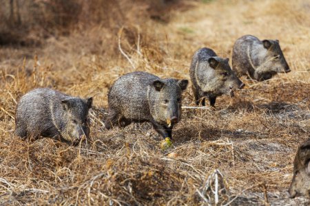 Photo for Small wild boars on autumn meadow - Royalty Free Image