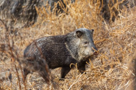 Photo for Small wild boars on autumn meadow - Royalty Free Image