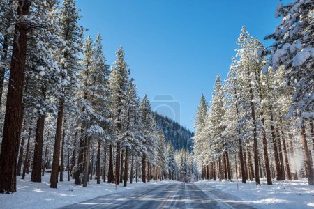 Téléchargez les photos : Route rurale en hiver. Belle forêt d'hiver. - en image libre de droit