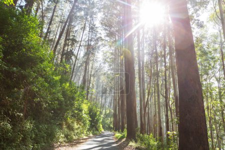 Téléchargez les photos : Forêt d'eucalyptus au matin ensoleillé - en image libre de droit