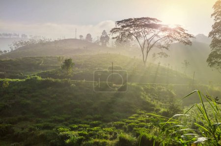 Foto de Paisajes naturales verdes _ plantación de té en Sri Lanka - Imagen libre de derechos