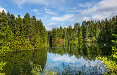 Photo for Serene lake in the woods - Royalty Free Image
