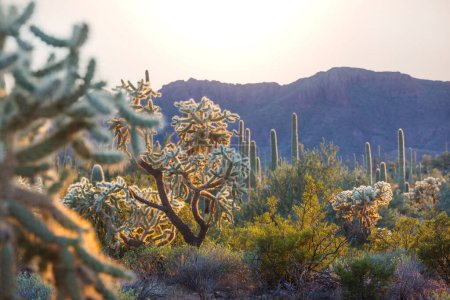 Téléchargez les photos : Champ de cactus dans une montagne, Arizona, USA - en image libre de droit