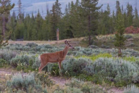 Téléchargez les photos : Mountain Bull Elk , Colorado, USA - en image libre de droit