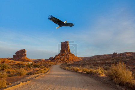 Téléchargez les photos : American bald eagle in flight against Valley of the Gods in Arizona, USA - en image libre de droit