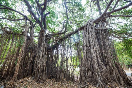 Téléchargez les photos : Big  banyan tree on Sri Lanka - en image libre de droit