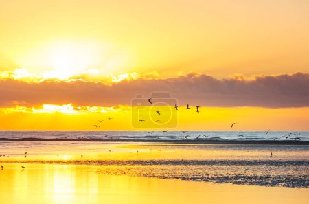 Téléchargez les photos : Birds on the ocean beach at sunset - en image libre de droit