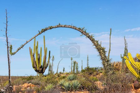 Photo for Cactus fields in Mexico, Baja California - Royalty Free Image