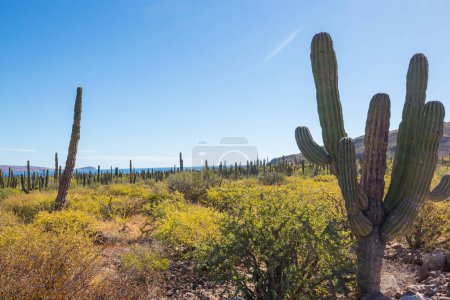 Téléchargez les photos : Champs de cactus en Colima, Basse-Californie - en image libre de droit