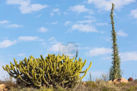 Photo for Cactus fields in Mexico, Baja California - Royalty Free Image