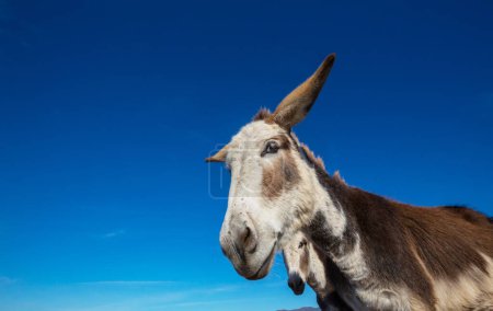 Foto de Bonito burro de cerca en México - Imagen libre de derechos