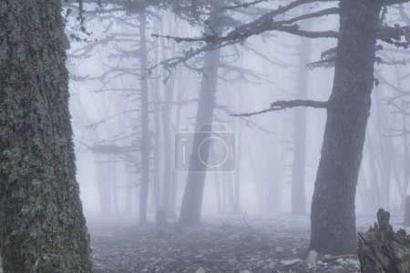 Téléchargez les photos : Forêt brumeuse magique. Beaux paysages naturels. - en image libre de droit