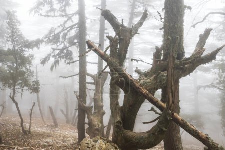 Téléchargez les photos : Forêt brumeuse magique. Beaux paysages naturels. - en image libre de droit