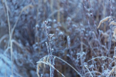 Foto de Pradera congelada a finales de otoño de cerca. Fondo de invierno. - Imagen libre de derechos