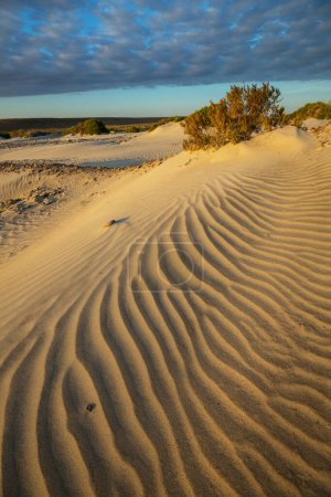 Foto de Grass in the sand desert - Imagen libre de derechos