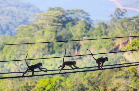 Photo for Monkeys walking on wires in Sri Lanka - Royalty Free Image
