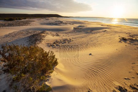 Foto de Sandy beach and dunes on the ocean coast. Baja California, Mexico - Imagen libre de derechos
