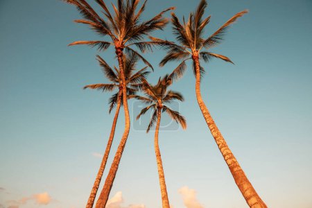 Téléchargez les photos : Palmiers verts sur la plage tropicale - en image libre de droit