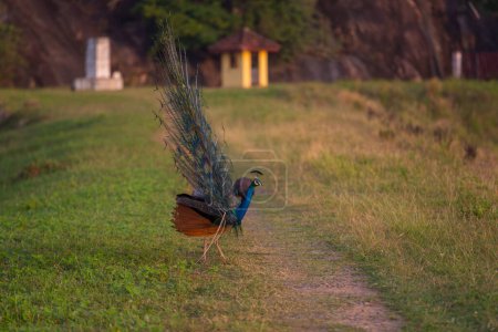Téléchargez les photos : Paon sauvage dans les champs du Sri Lanka - en image libre de droit