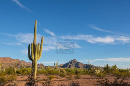 Téléchargez les photos : Saguaro Cactus in Organ Pipe National Monument, USA - en image libre de droit