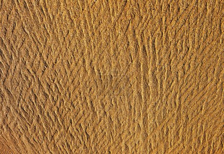 Foto de Textura abstracta- círculo dibujado con hierba seca en la arena - Imagen libre de derechos