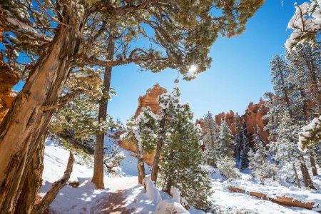 Téléchargez les photos : Rochers roses pittoresques et colorés du parc national de Bryce Canyon en hiver, Utah, États-Unis - en image libre de droit