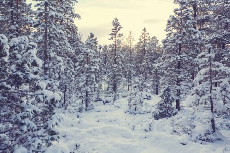 Foto de Bosque cubierto de nieve escénica en temporada de invierno. Bueno para fondo de Navidad. - Imagen libre de derechos