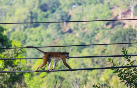 Photo for Monkey walking on wires in Sri Lanka - Royalty Free Image