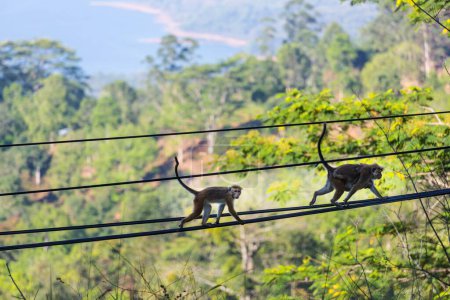 Téléchargez les photos : Monkeys walking on wires in Sri Lanka - en image libre de droit