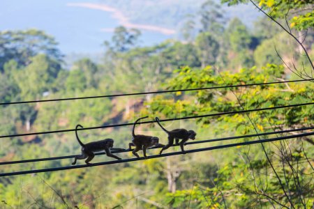 Photo for Monkeys walking on wires in Sri Lanka - Royalty Free Image