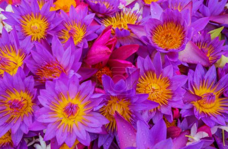 Téléchargez les photos : Lotus flowers in the tropical pond - en image libre de droit