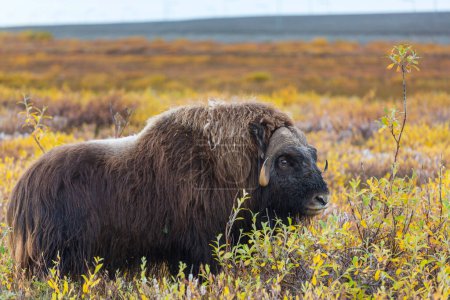 Téléchargez les photos : Boeuf musqué sauvage dans un paysage automnal dans la toundra arctique, Canada - en image libre de droit