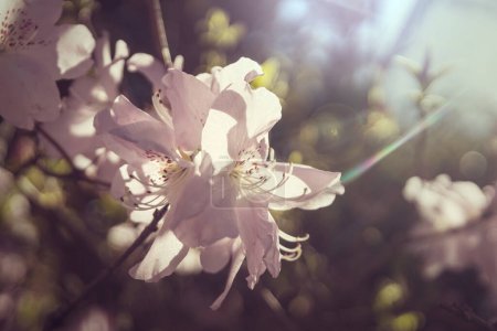 Téléchargez les photos : Rhododendron in the botanical garden in spring season - en image libre de droit