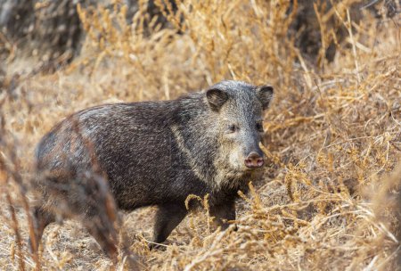 Photo for A wild boar walks along a forest road - Royalty Free Image
