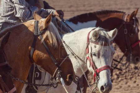Téléchargez les photos : Gaucho on the horse in Mexico - en image libre de droit