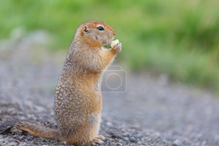 Téléchargez les photos : An arctic ground squirrel eating - en image libre de droit