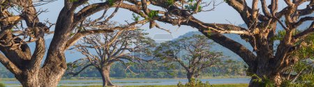 Foto de Hermosos paisajes naturales en Sri Lanka árboles grandes en el lago - Imagen libre de derechos