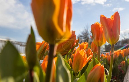 Foto de Grupo de tulipanes de colores en el jardín de primavera. Fondo brillante foto tulipán colorido. Increíble concepto de primavera y fondo. - Imagen libre de derechos